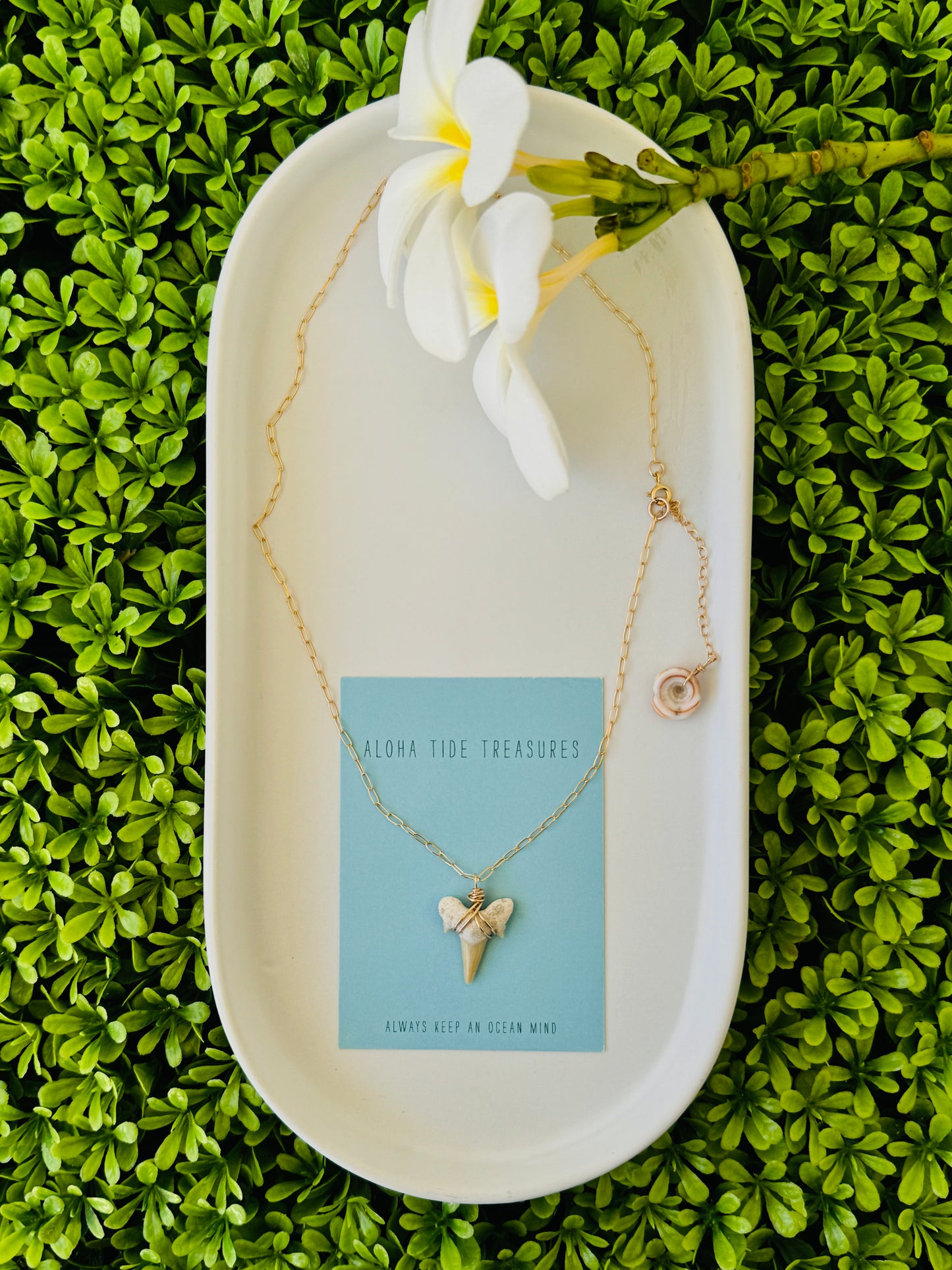 14K GF White Shark Tooth Necklace 16”