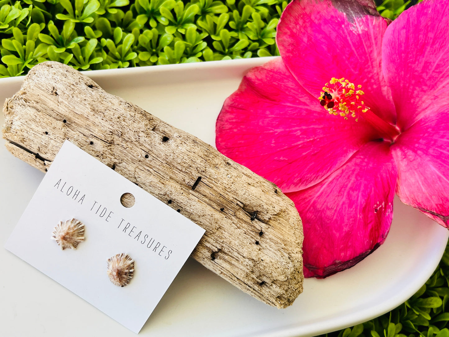 Sterling Silver ‘Opihi Shell Earring Studs