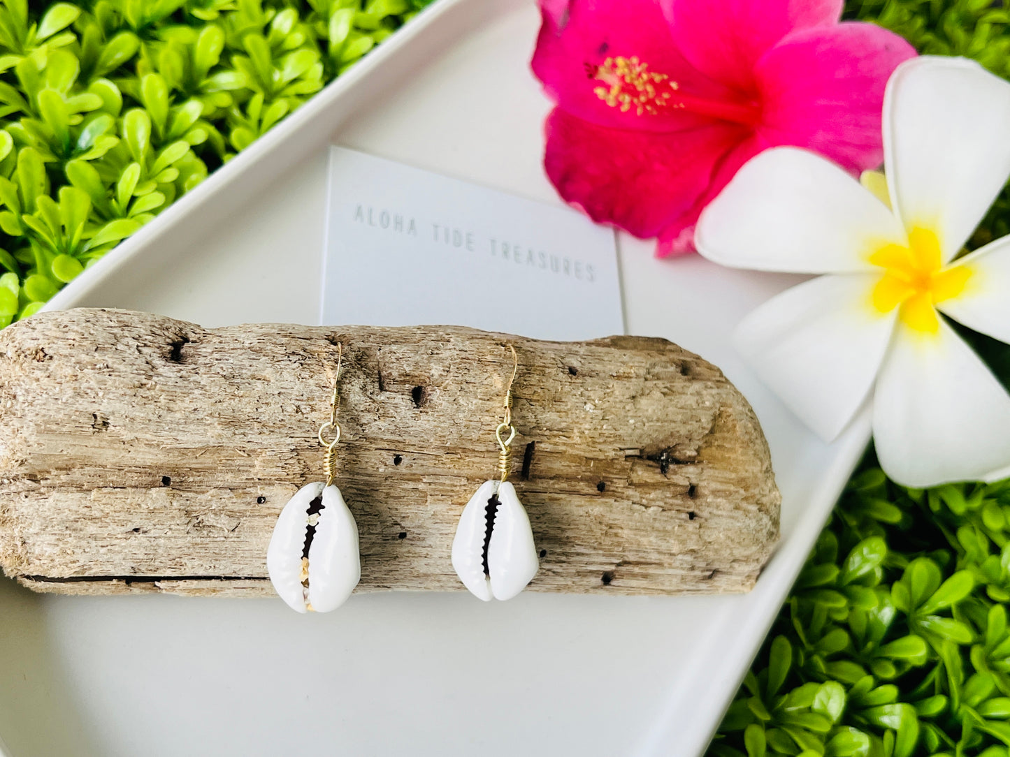14K GF Money Cowrie Shell Earrings