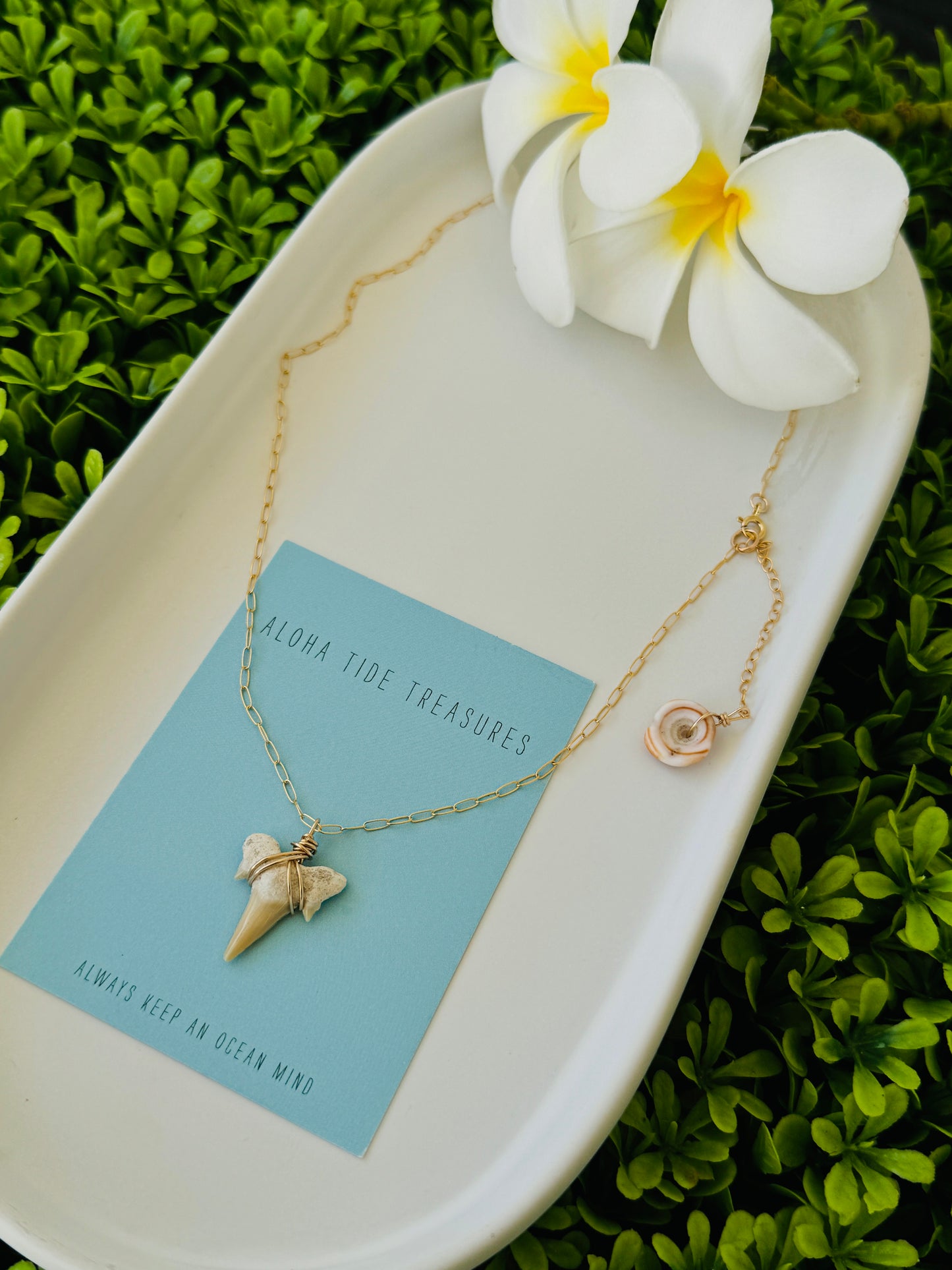 14K GF White Shark Tooth Necklace 16”