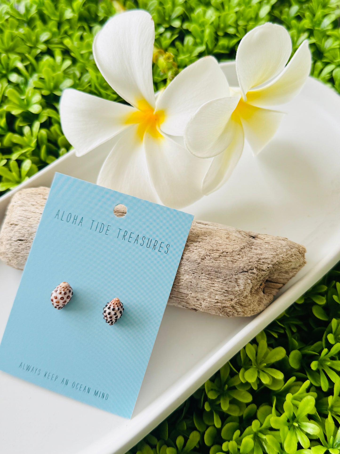 Sterling Silver Drupe Shell Earring Studs