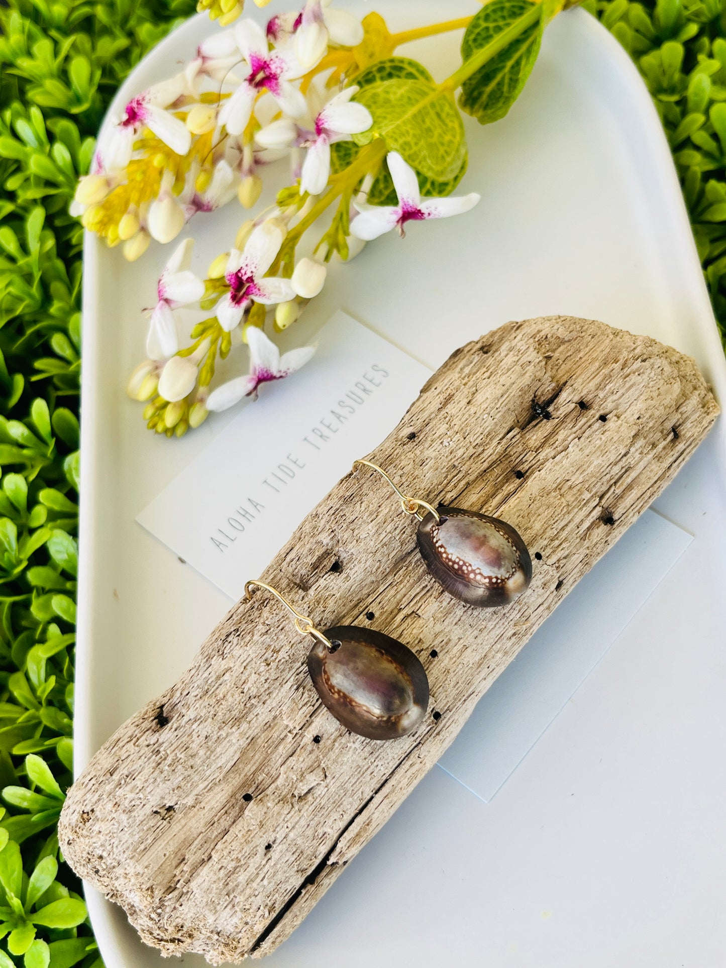 14K GF Cowrie Shell Earrings