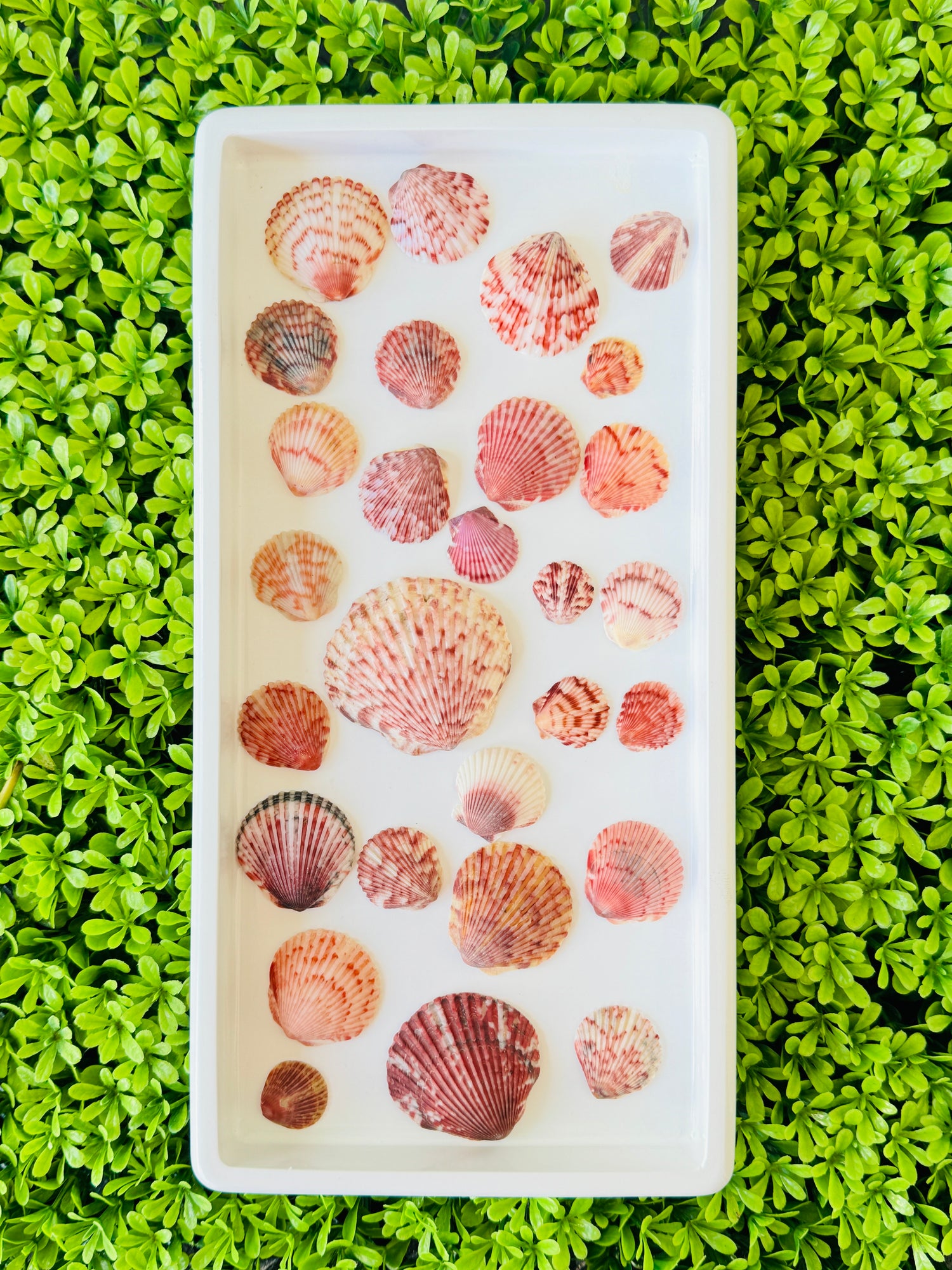 Carolina Collection