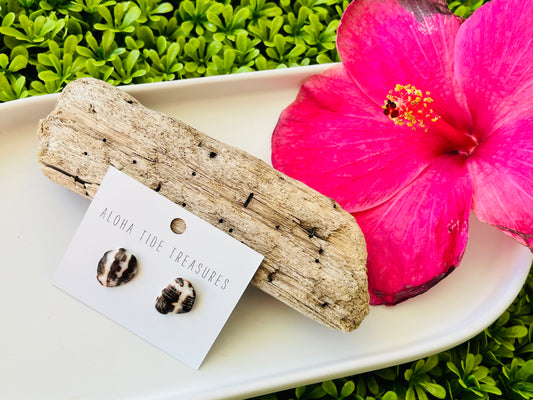 Sterling Silver B/W Cone Shell Earring Studs