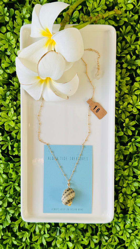 14K GF Nerita Shell Necklace 16”