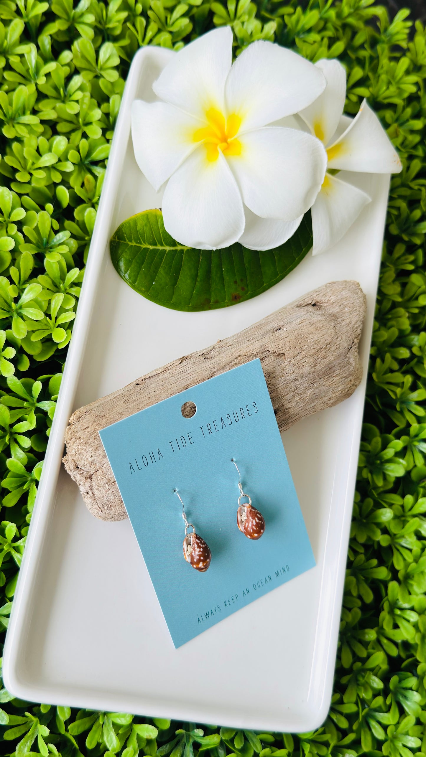 Sterling Silver Brown Cone Shell Earrings