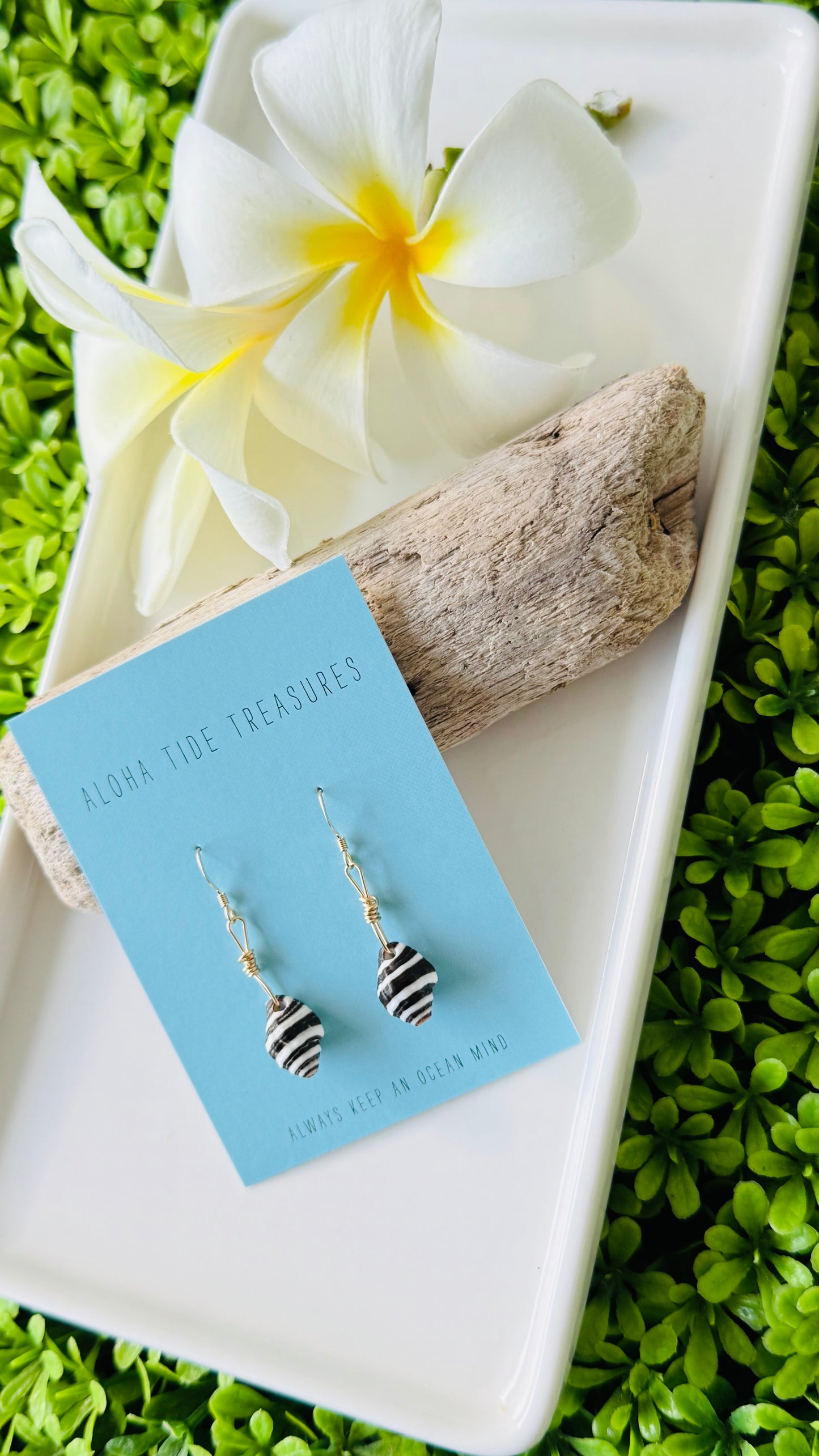 14K GF Okinawa Zebra Shell Earrings