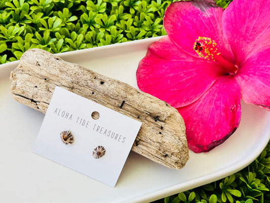 Sterling Silver ‘Opihi Shell Earring Studs
