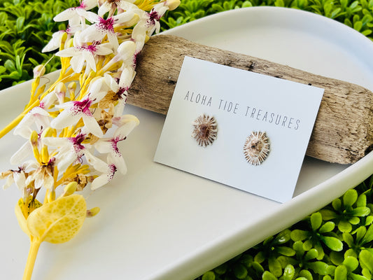 Sterling Silver ‘Opihi Shell Earring Studs