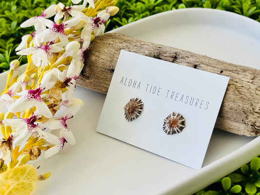 Sterling Silver ‘Opihi Shell Earring Studs